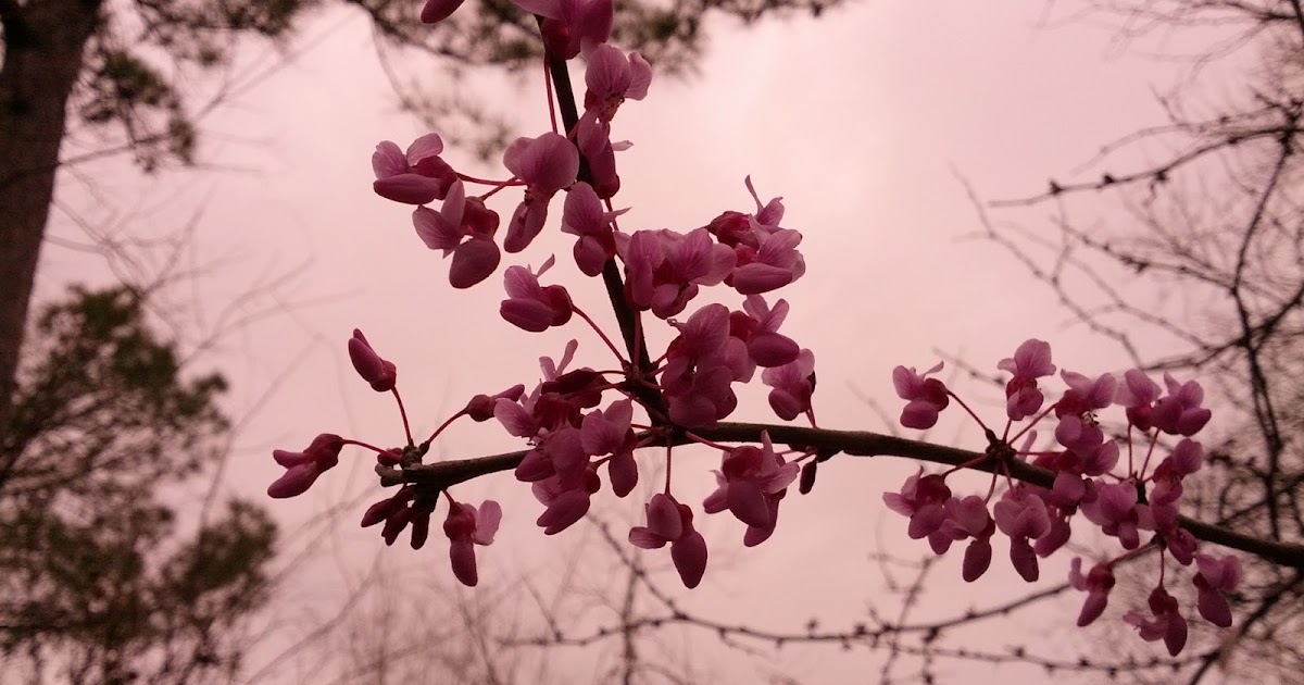 the rocky headland spring in february